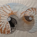 NautilusDuet.jpeg
